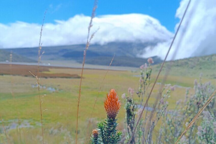 Cotopaxi volcano horseback ride and hike