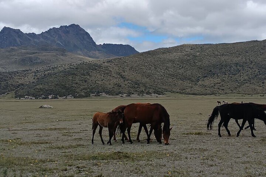 Cotopaxi volcano horseback ride and hike