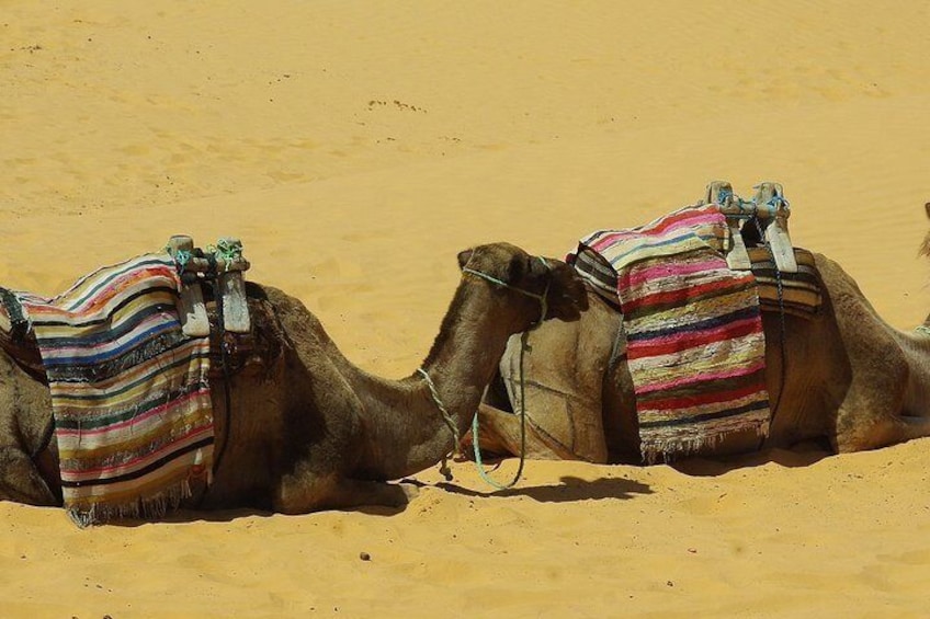 Camel riding Adventure at Great Oriental Erg 7Days/ 6 Nights