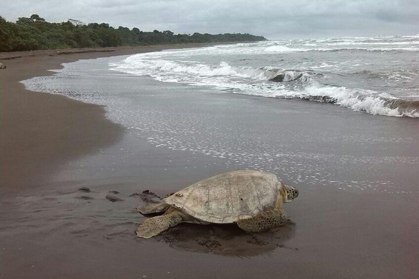 Sea turtles are very common yet not guaranteed to spot. We recommend you to book this tour between July and october