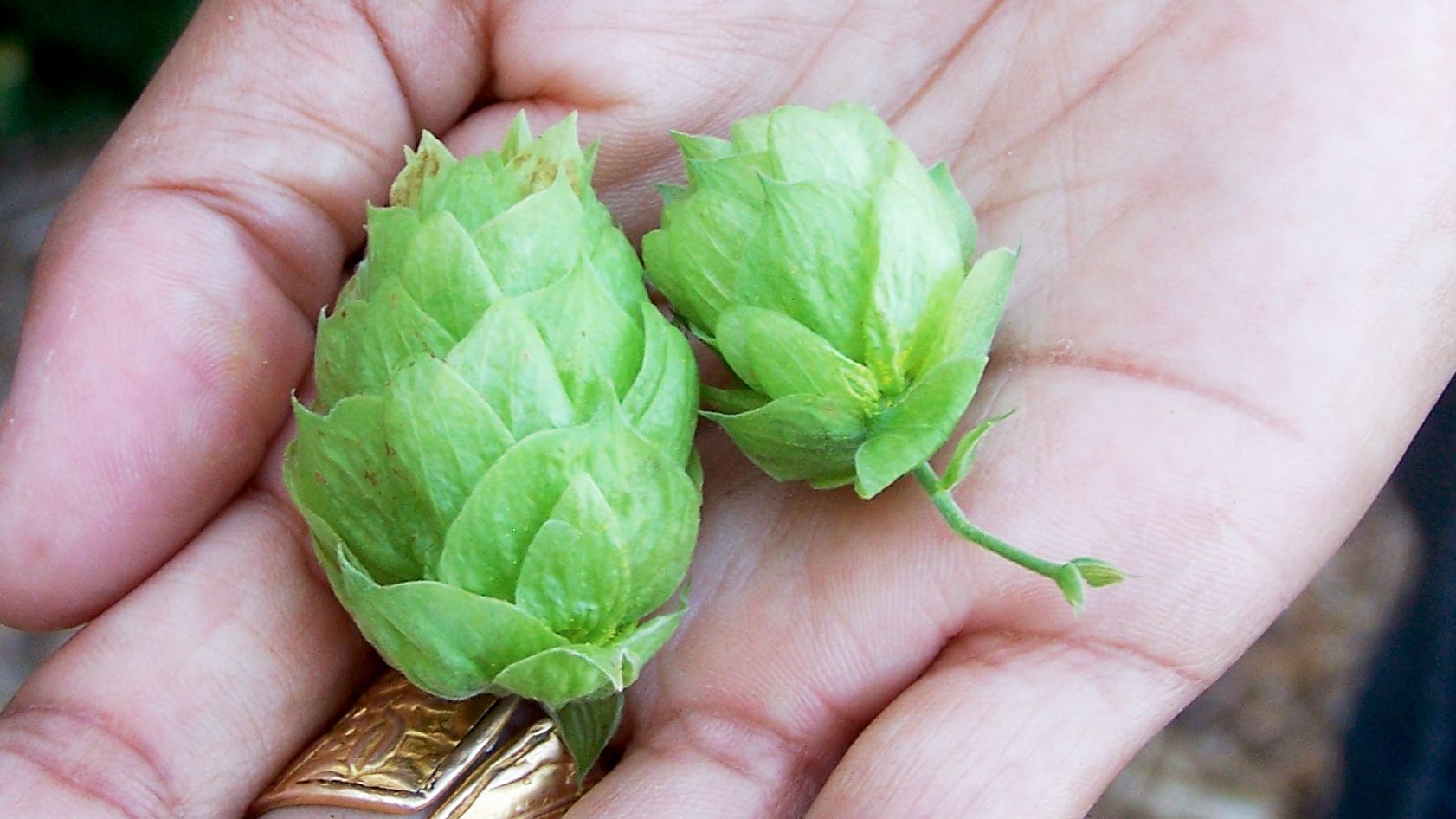 co. brewing hops wisconsin foodie co. brewing hops wisconsin foodie