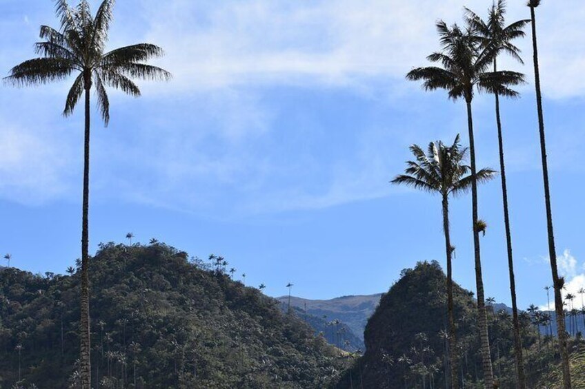 Salento Valle del Cocora and Filandia