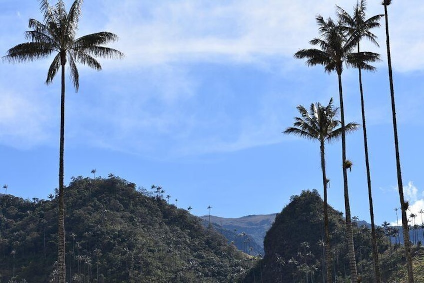 Salento Valle del Cocora and Filandia