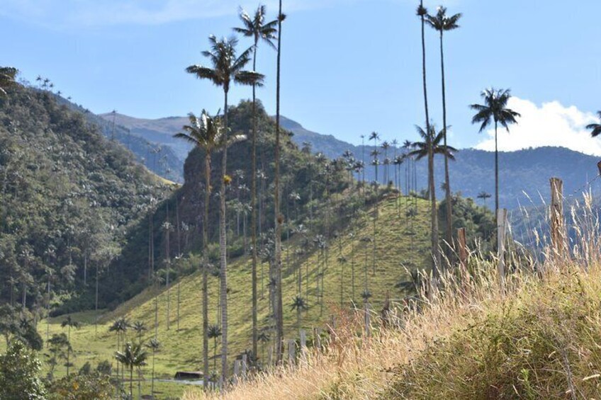 Salento Valle del Cocora and Filandia