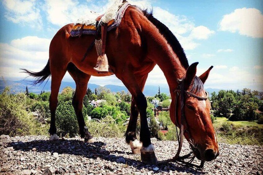 Criolla Horseback Riding 