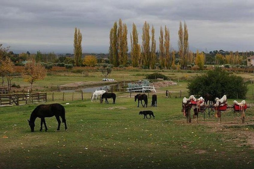 Criolla Horseback Riding