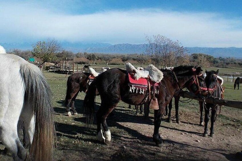 Criolla Horseback Riding