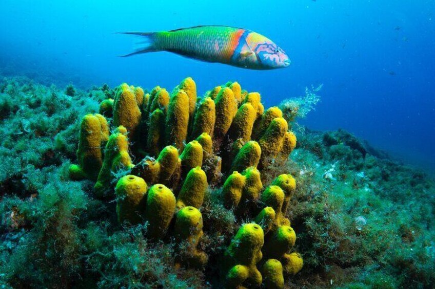 Ornate wrasse - one of the most colourful fish in the Canary Islands