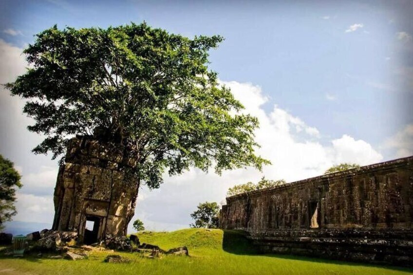 Amazing Tree grows on the temple on Preah Vihear Temple mountain 