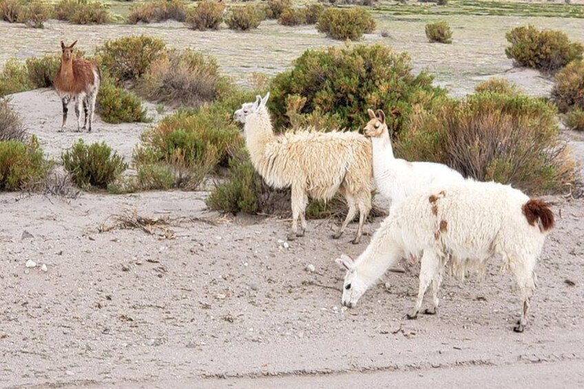 Llamas on the tour route