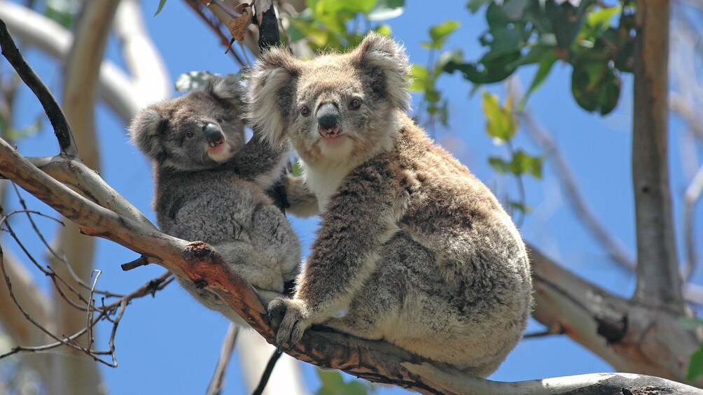 spotting koalas on trees in Australia