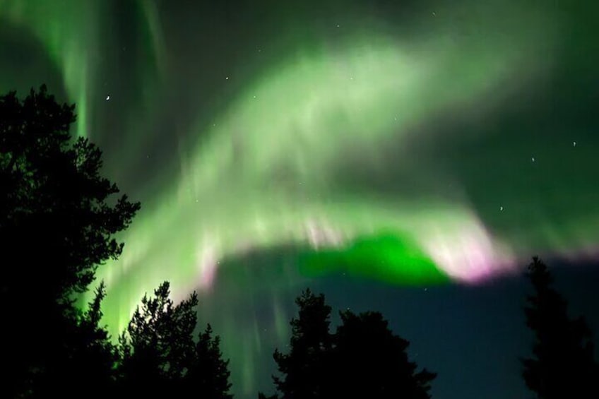 Husky Sled Ride Northern Lights Tour from Kiruna