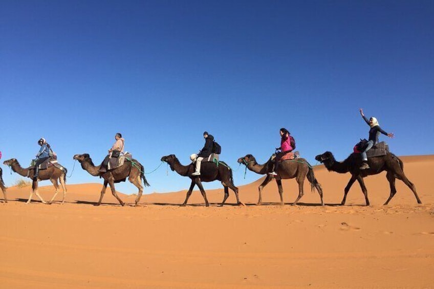Camels ride 