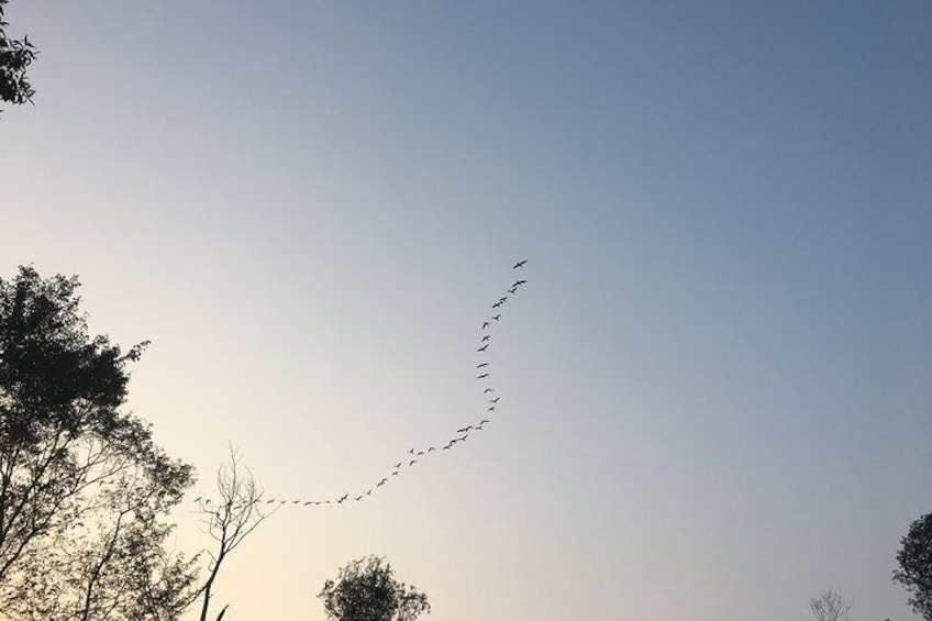 Birds caravan in Chitwan National Park