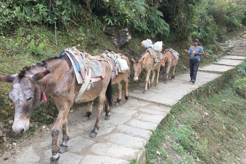 Way to Ghandruk