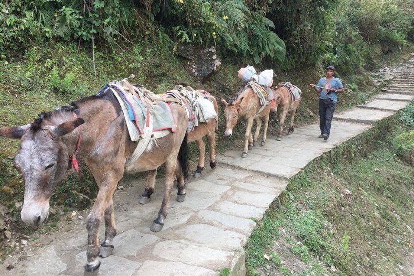 Way to Ghandruk