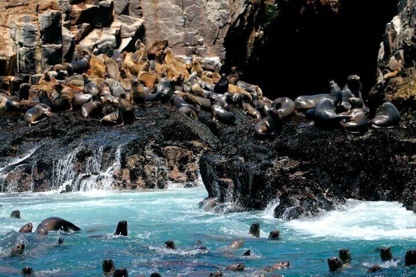 Sealions on the rocks
wildlife landscape