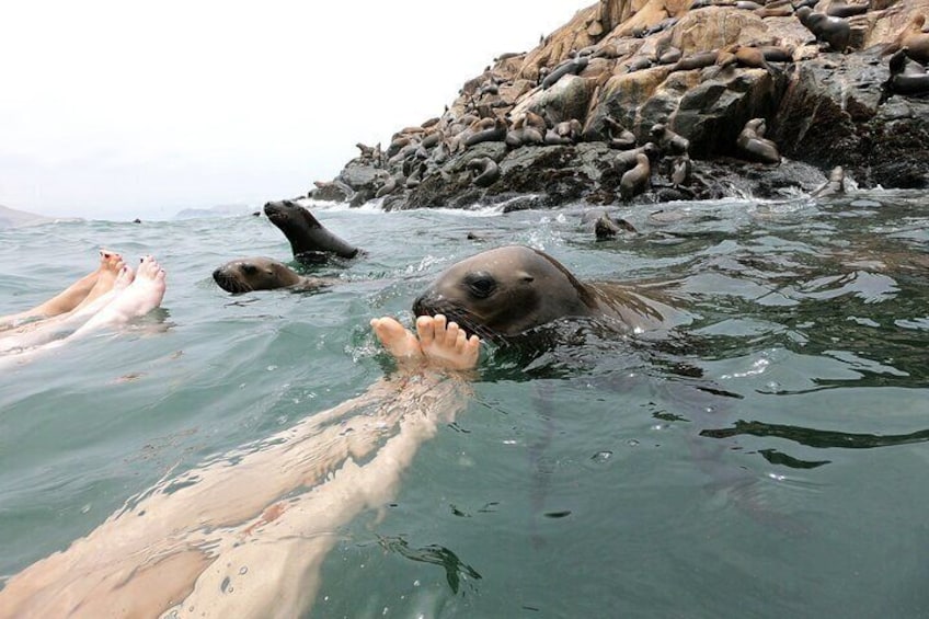 Courious Sealion getting closer