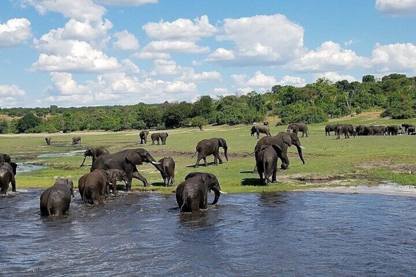 3 Hours Chobe Boat Cruise, Botswana