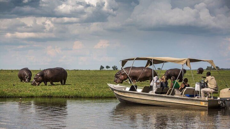 3 Hours Chobe Boat Cruise, Botswana