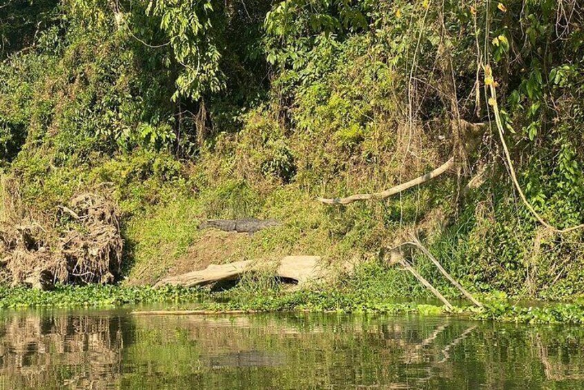 Crocodile during Canoing