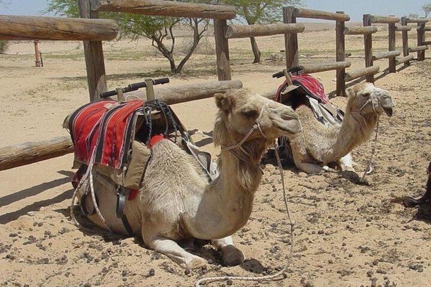 Camel ride