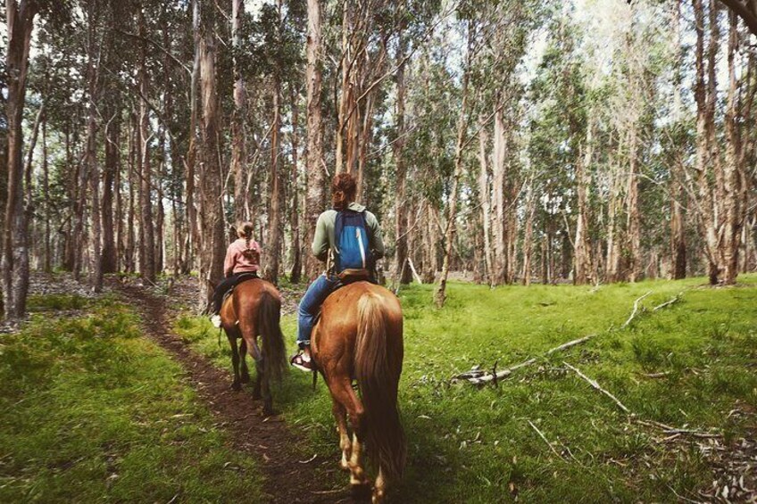 Eucalyptus forests give us the soft aroma as we climb.