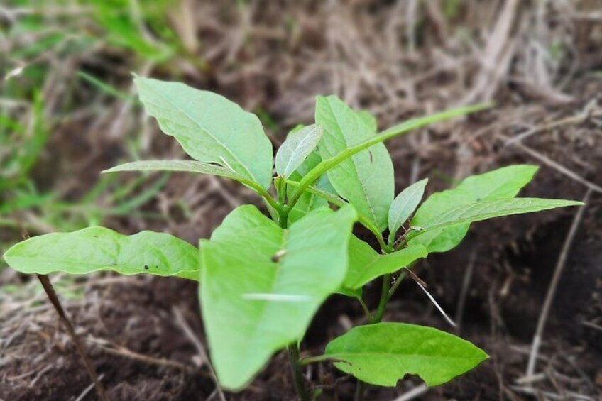 Avocado tree growing strong in their new home