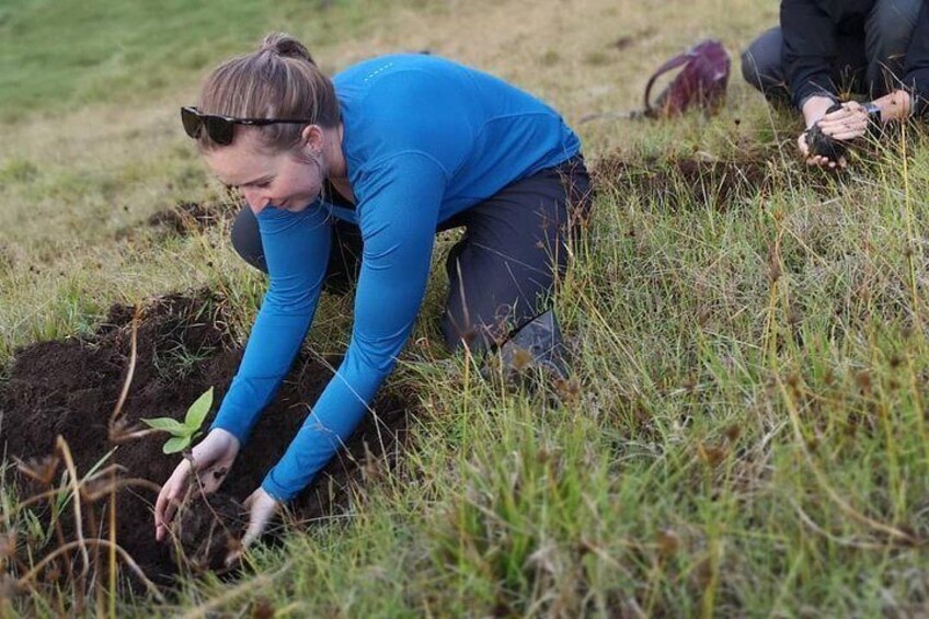 You can plant a tree and leave a positive mark on Rapa Nui