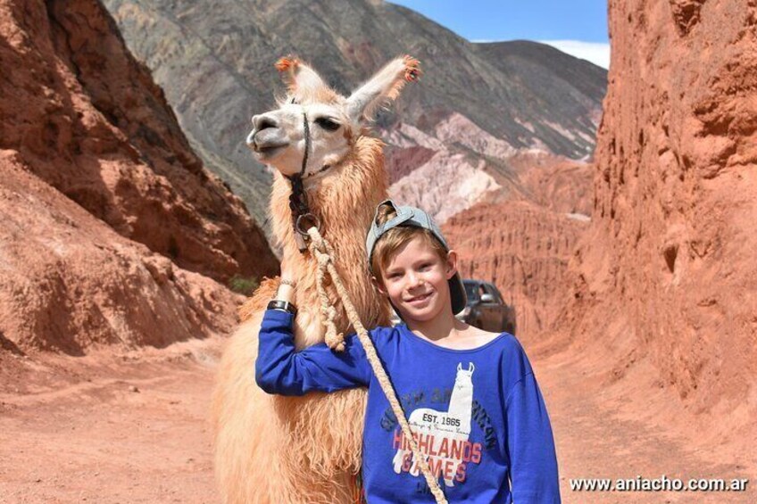 Purmamarca Walk with Llamas