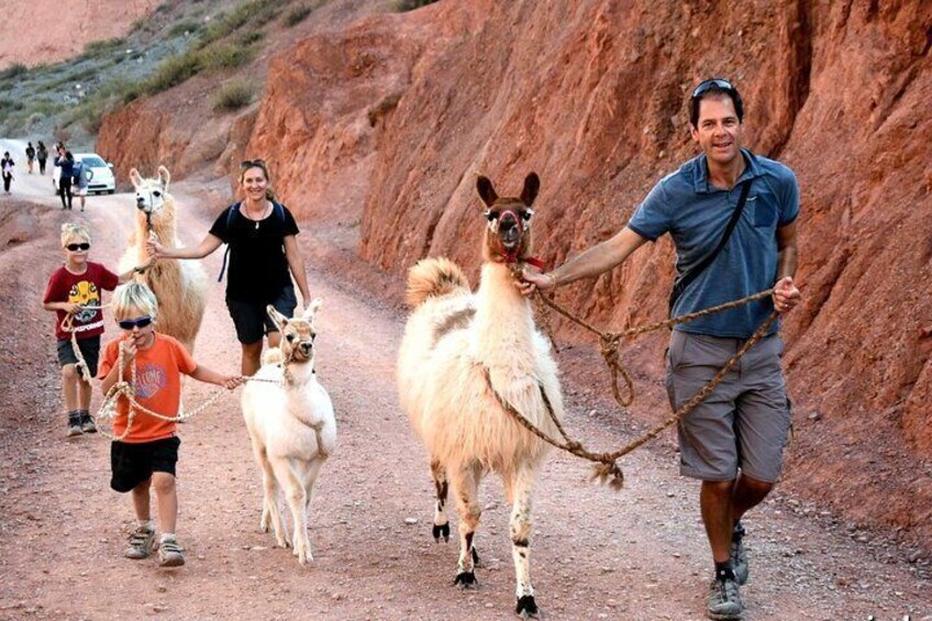 Purmamarca Walk with Llamas