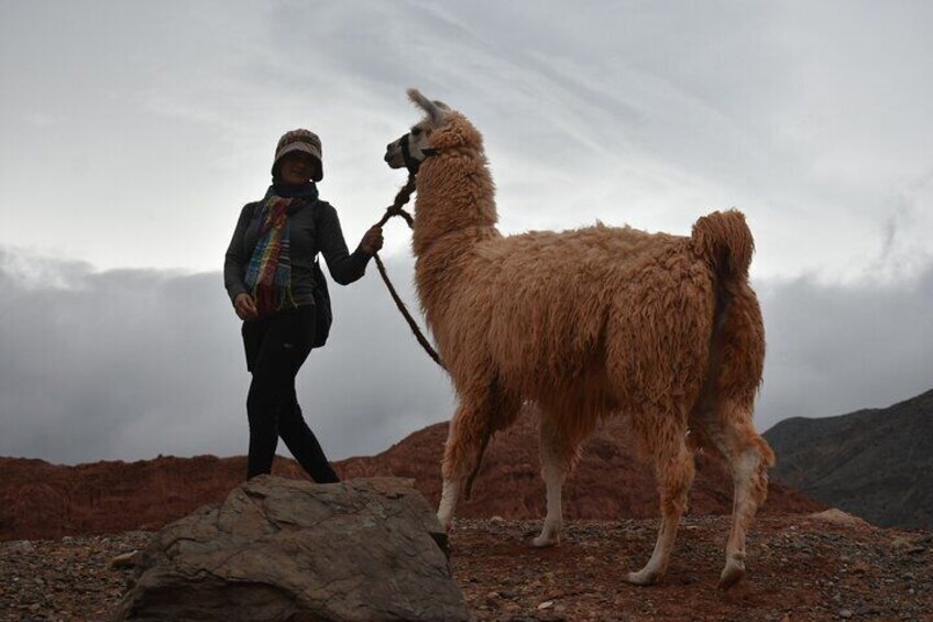 Purmamarca Walk with Llamas