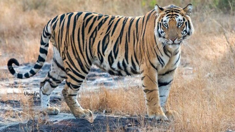 05 Days - Private Luxury Golden Triangle Tour with Ranthambore