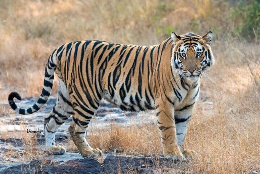 05 Days - Private Luxury Golden Triangle Tour with Ranthambore