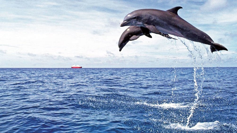 Foto 3 von 5 laden Dolphins jumping out from the water at Playa de Papagayo