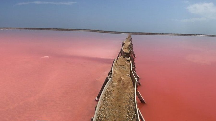 Pink Sea Galerazamba