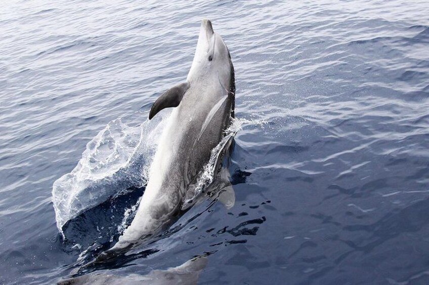 Private Luxury 50ft Sailing Yacht for Snorkel Dolphin Beach Hop