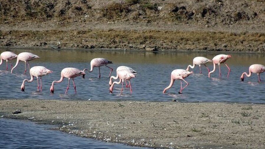 Day Excursion to Little Rann Of Kutch from Ahmedabad