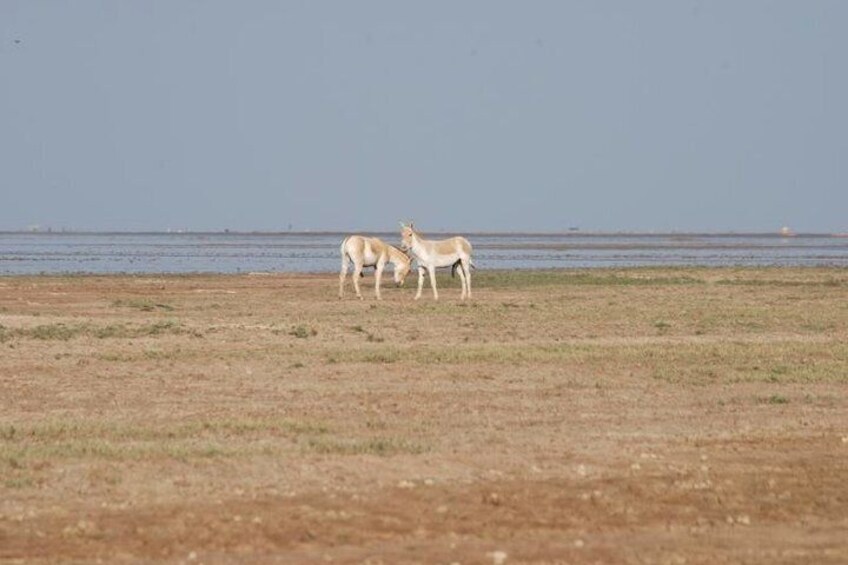 Day Excursion to Little Rann Of Kutch from Ahmedabad