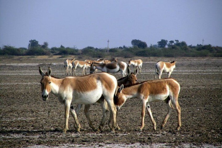 Day Excursion to Little Rann Of Kutch from Ahmedabad