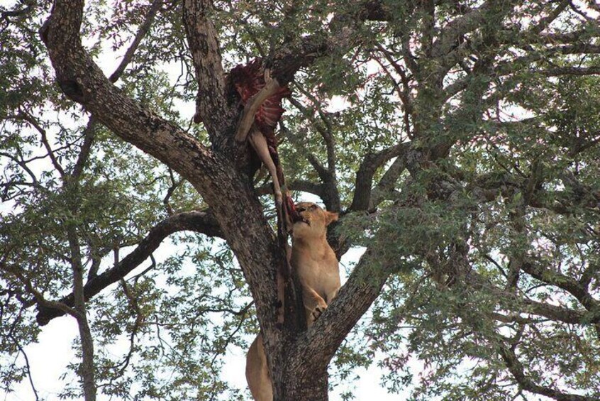 Lion in a tree