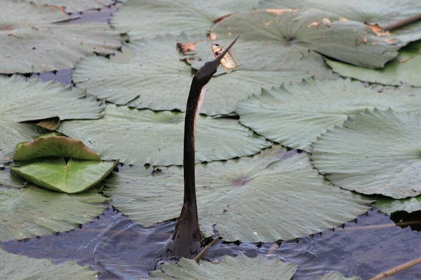 Darter hunting 