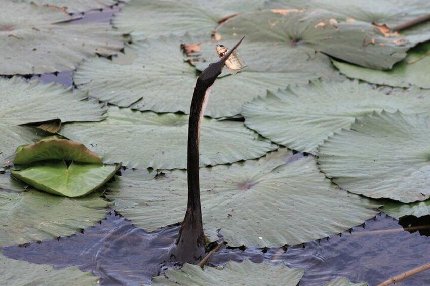 Darter hunting