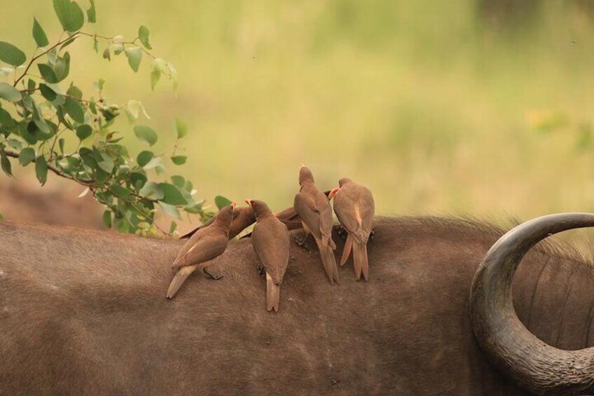 Rare Yellow billed Oxpecker