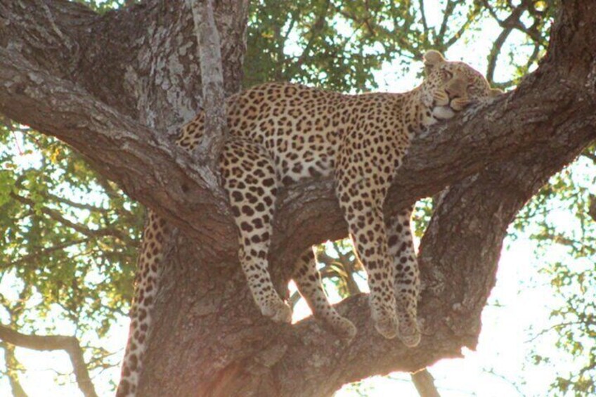 Leopard in Kruger with Safaria