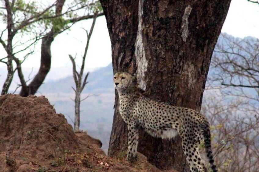 Cheetah in Kruger with Safaria