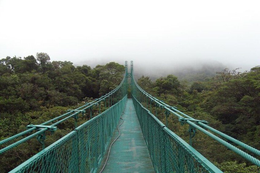 Hanging Bridges + Canopy Tour in the Monteverde Cloud Forest