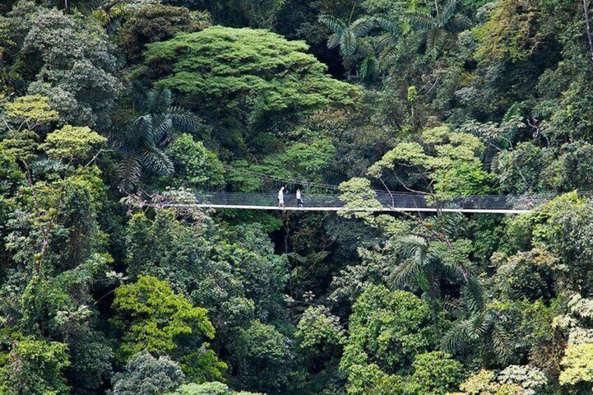 Hanging Bridges in Arenal