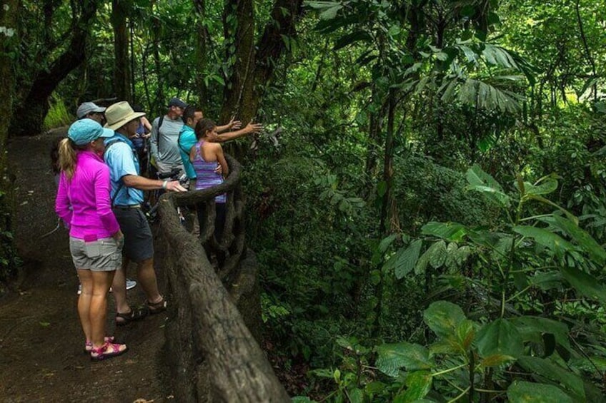 Hanging Bridges in Arenal