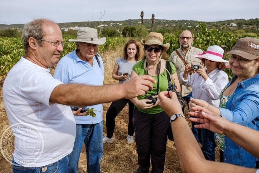 Wine Tasting - Authentic Algarve Flavours by Quinta da Tôr